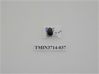 藏品(金龜子科)的圖片